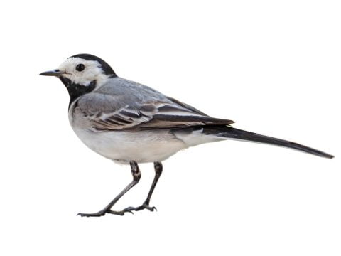 A UK Bird Recognition Quiz – Pipits and Wagtails