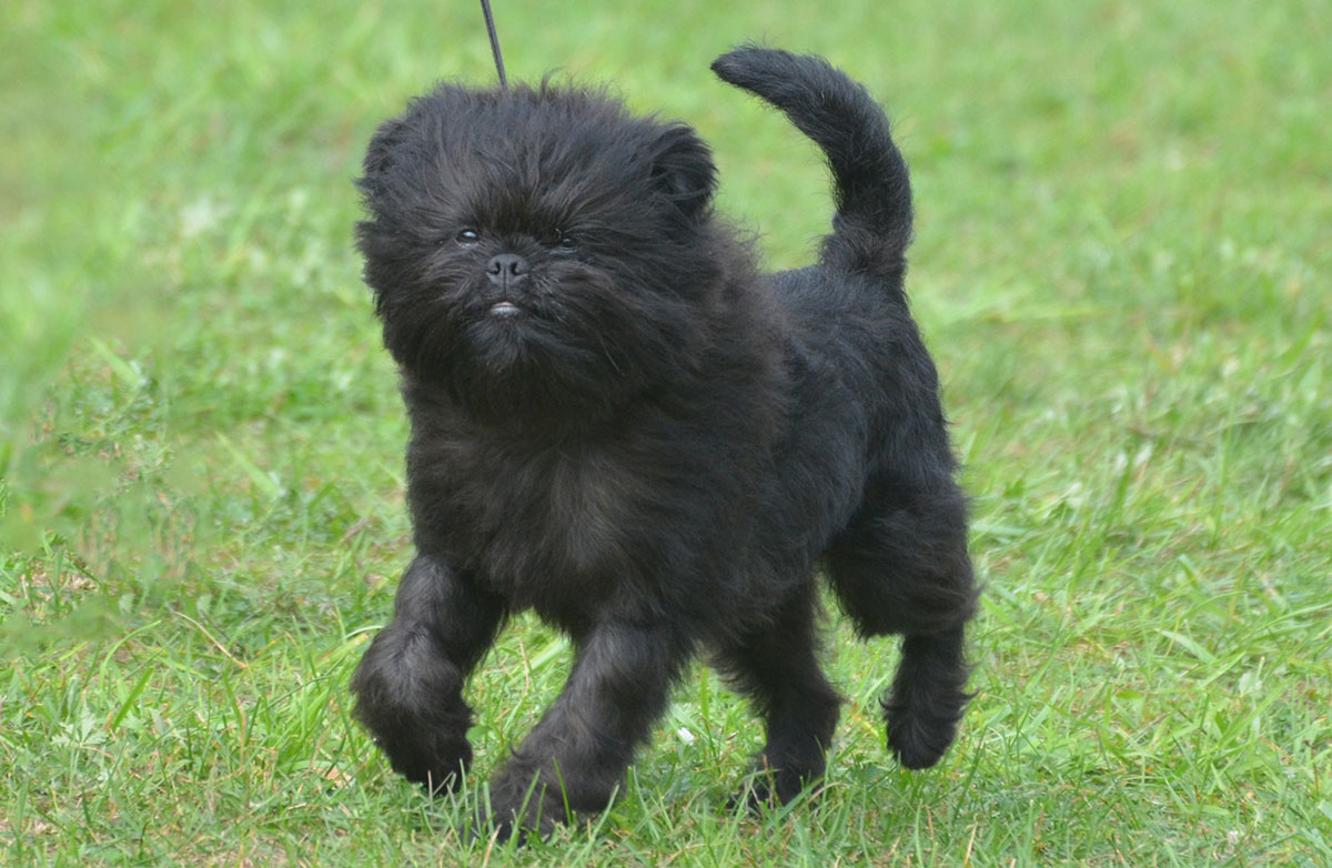 Affenpinscher - The Super Cute Ewok Like Dog