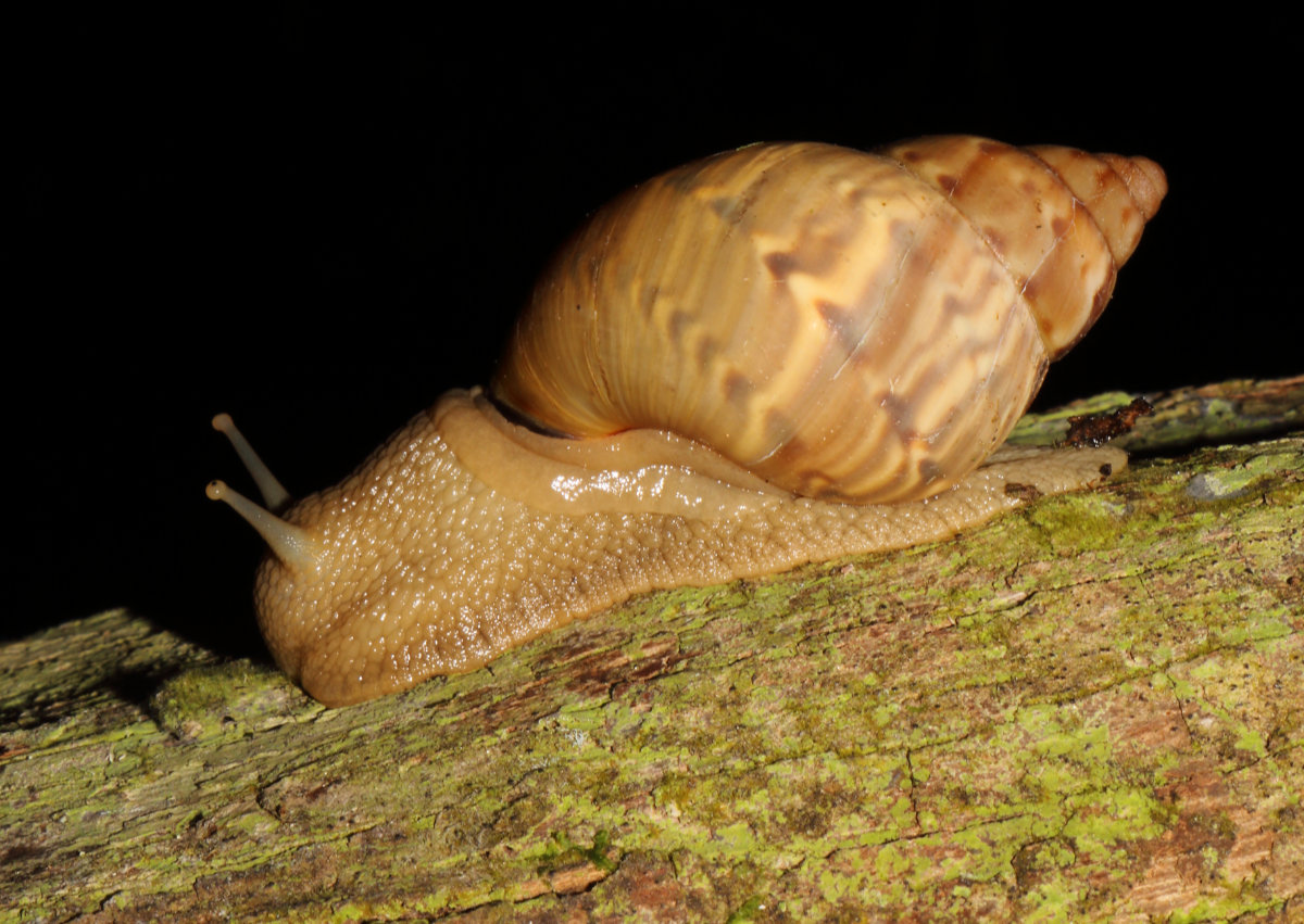 giant snail