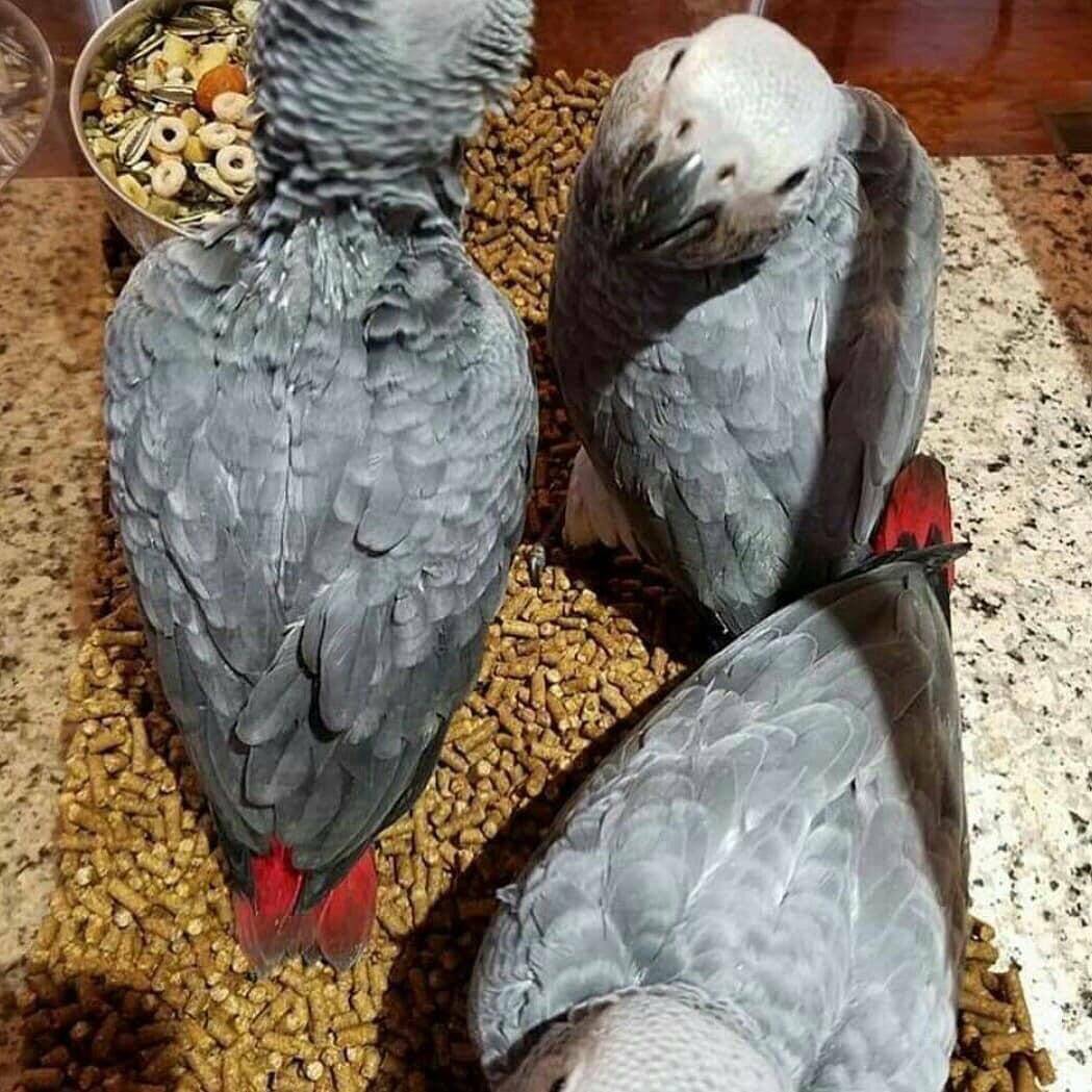 buy african grey parrots online