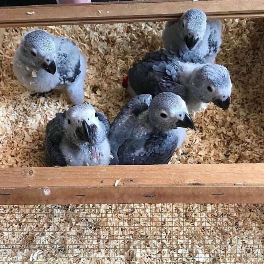 african grey parrots for sale 